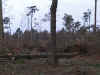 foret5.jpg (65757 bytes)